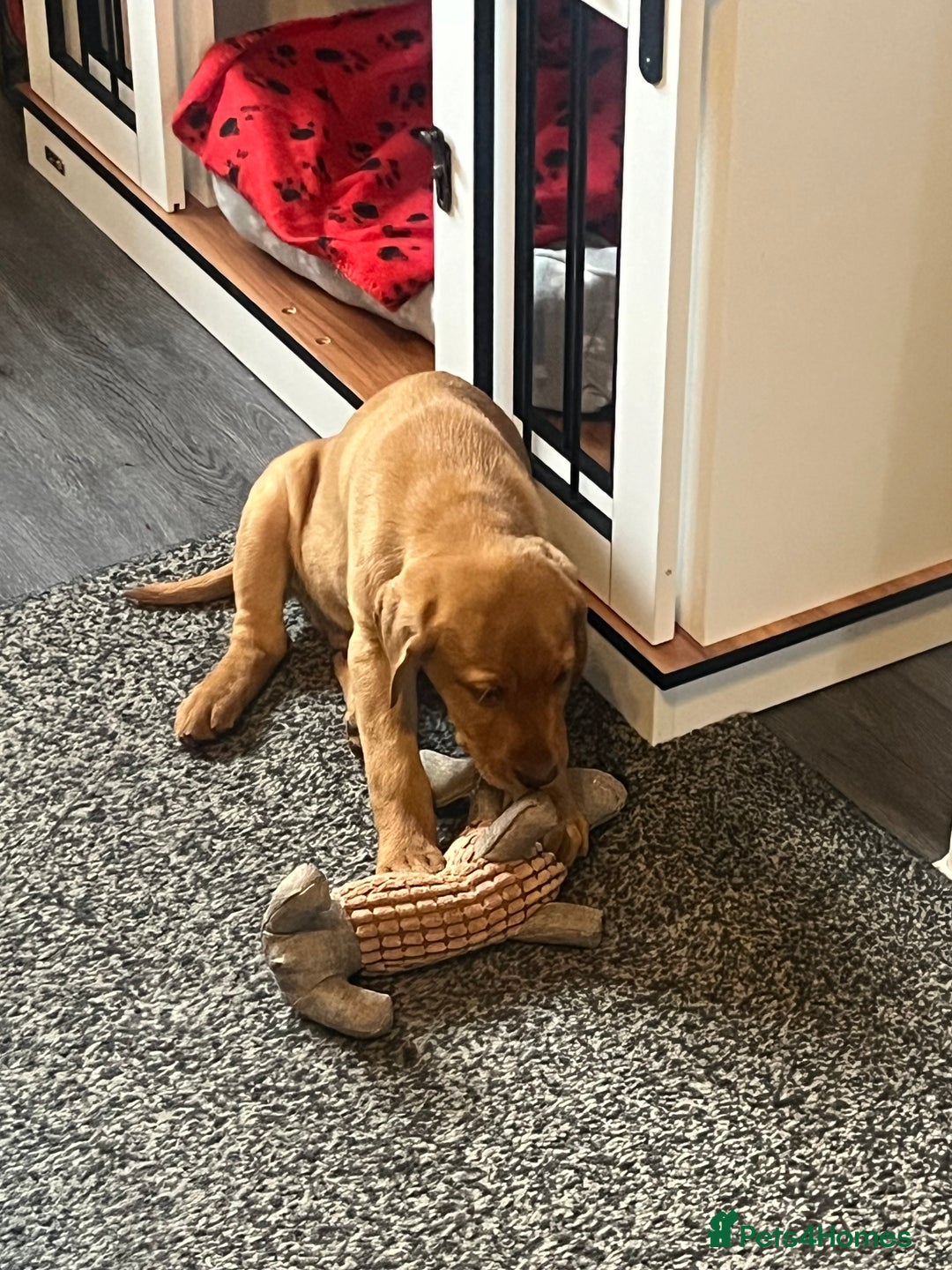 Labrador Retriever dogs for sale: Gorgeous KC reg pedigree red lab puppy  - Advert 8