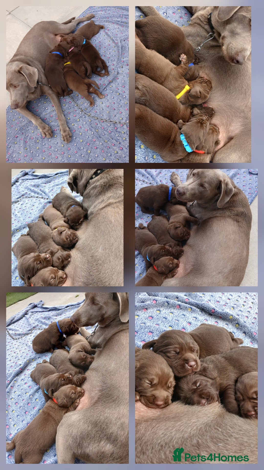 Labrador Retriever dogs for sale: Champain/chocolate puppys - Image 6