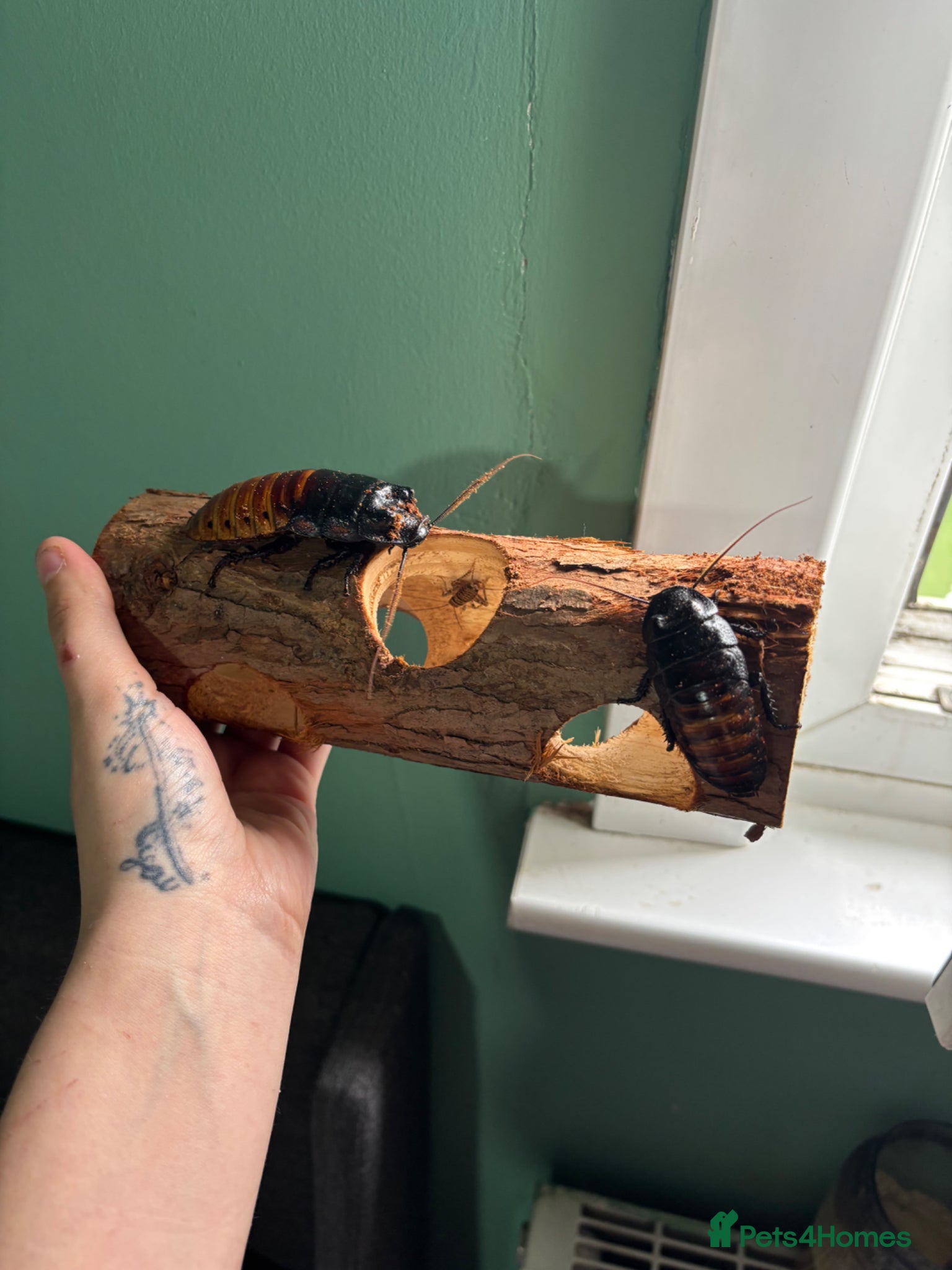 Cockroaches invertebrates Breeding pair of hissing cockroaches - Advert 4