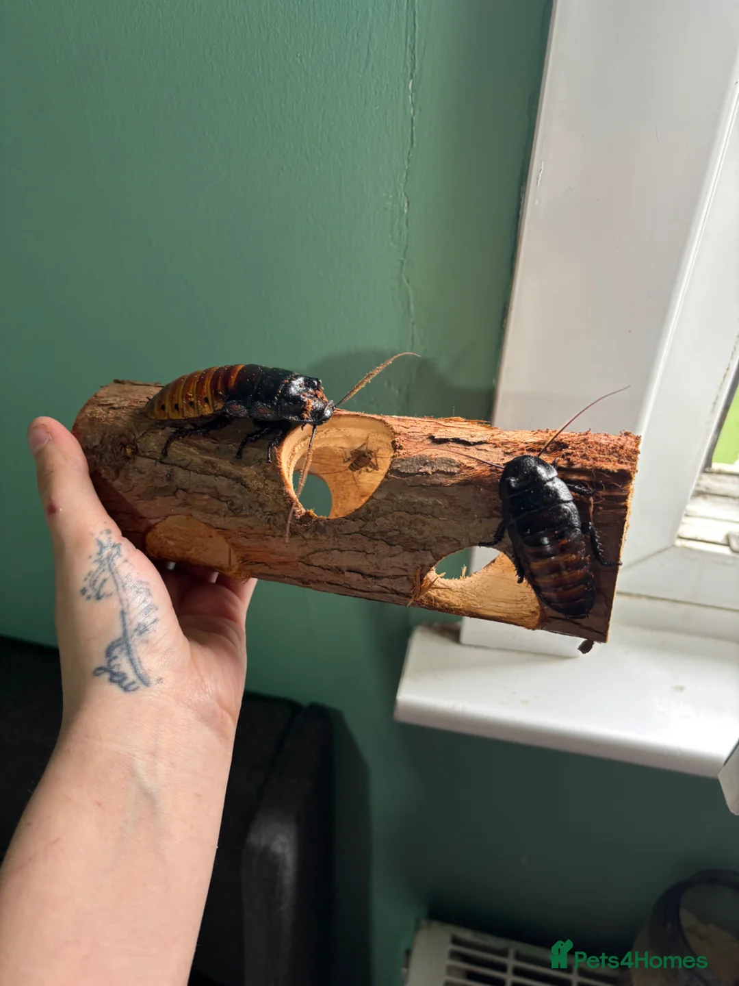 Cockroaches invertebrates for sale: Breeding pair of hissing cockroaches - Advert 1