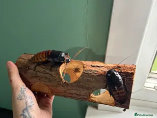 Cockroaches invertebrates Breeding pair of hissing cockroaches - Advert 2