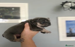 French Bulldog dogs for sale: Chunky French bulldog puppies  - Image 4