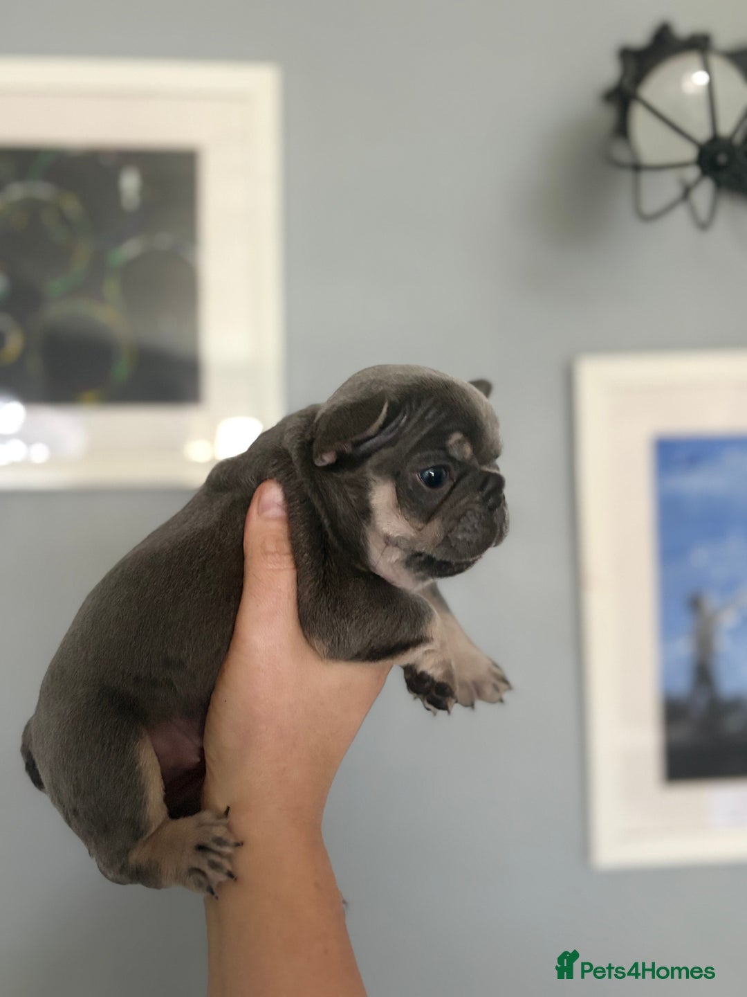 French Bulldog dogs for sale: Chunky French bulldog puppies  - Image 4