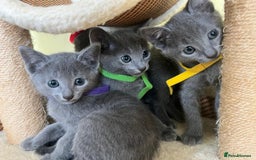 Russian Blue cats for sale: Pure Breed Russian Blue TICA registered  - Image 11