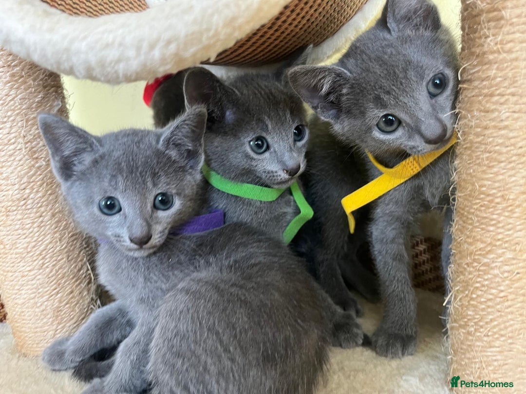 Russian Blue cats for sale: Pure Breed Russian Blue TICA registered  - Image 11