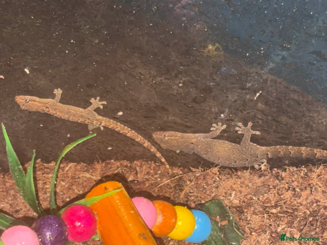 Mixed Breed reptiles for sale: Reptile bundle for sale - Advert 18