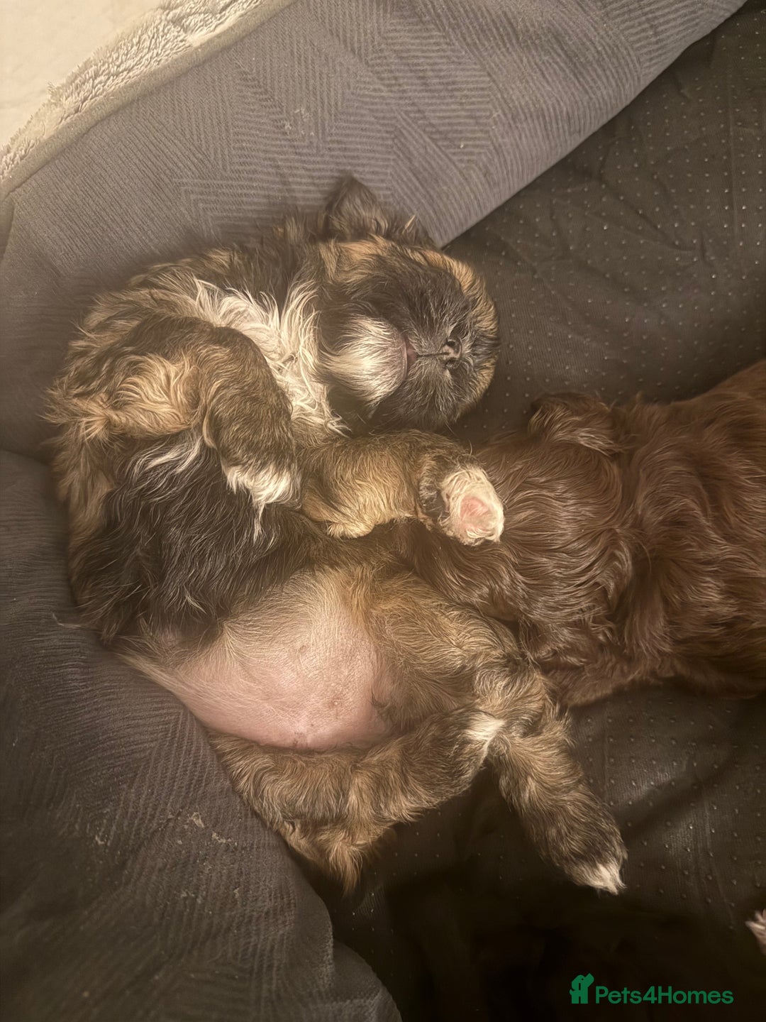 Shihpoo dogs for sale: Beautiful Shihpoo puppies  - Image 9