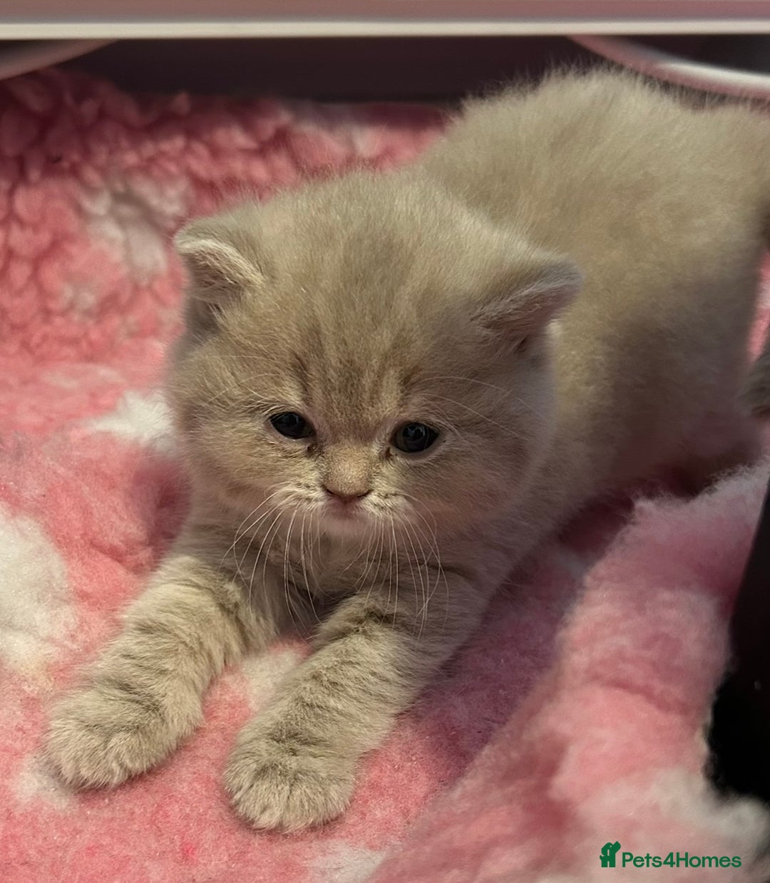 British Shorthair cats for sale: Beautiful British Shorthair kittens  - Advert 4