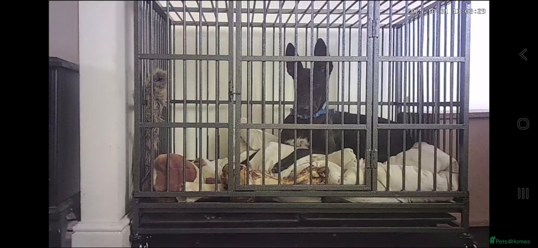 Mixed Breed dogs for sale: Here's my dog for sale not asking loads - Advert 2