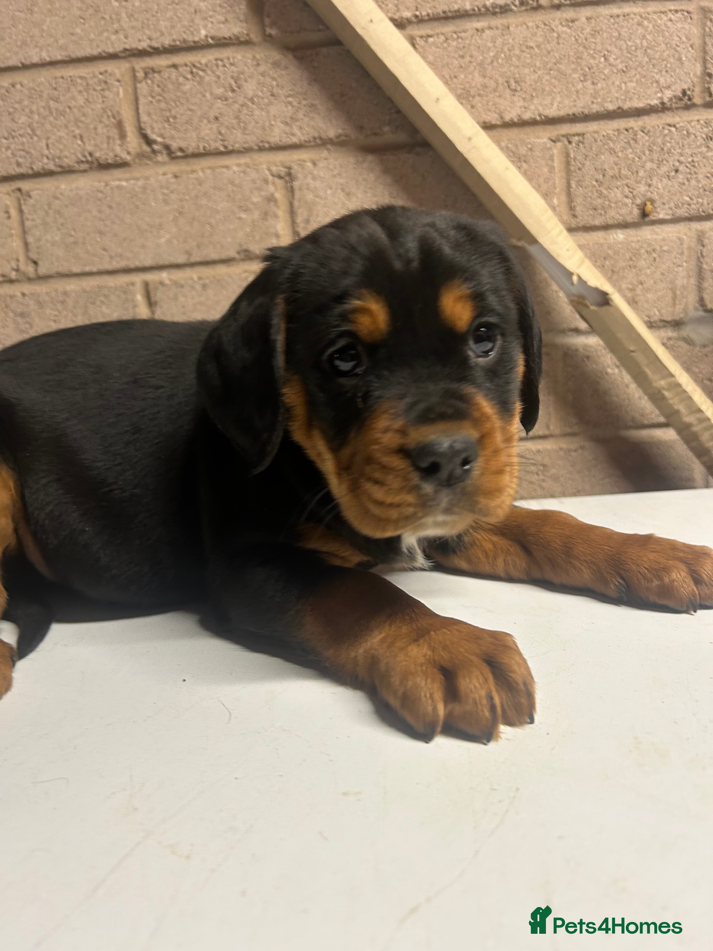 Mixed Breed dogs Cocker spaniel/Rottweiler  - Advert 6