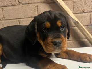 Mixed Breed dogs Cocker spaniel/Rottweiler - Advert 6