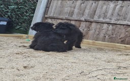 Miniature Schnauzer dogs for sale: Milo & Trent - Image 11