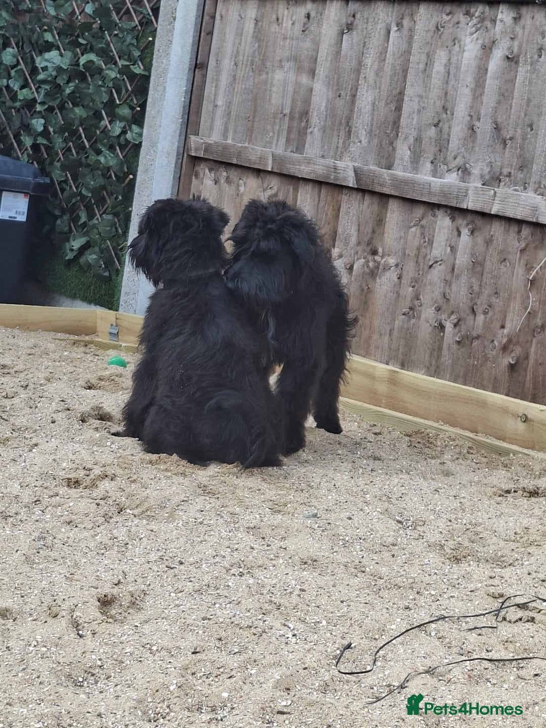 Miniature Schnauzer dogs for sale: Milo & Trent - Image 11