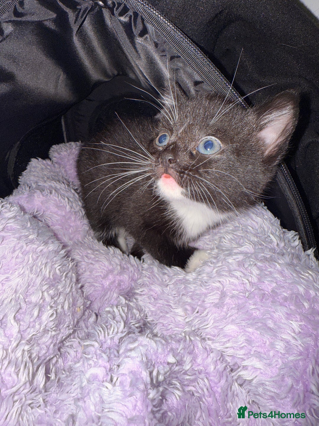 Mixed Breed cats for sale: Two young kittens for sale  - Advert 8