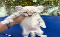 Keetso cats for sale: Gob smacking curled eared polydactyl male  - Image 19
