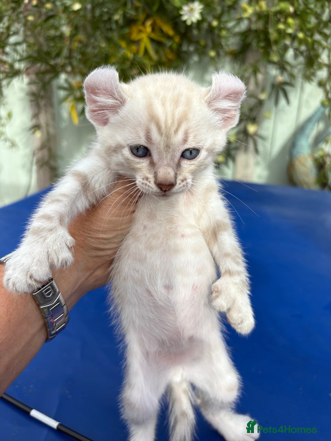 Keetso cats for sale: Gob smacking curled eared polydactyl male  - Image 19