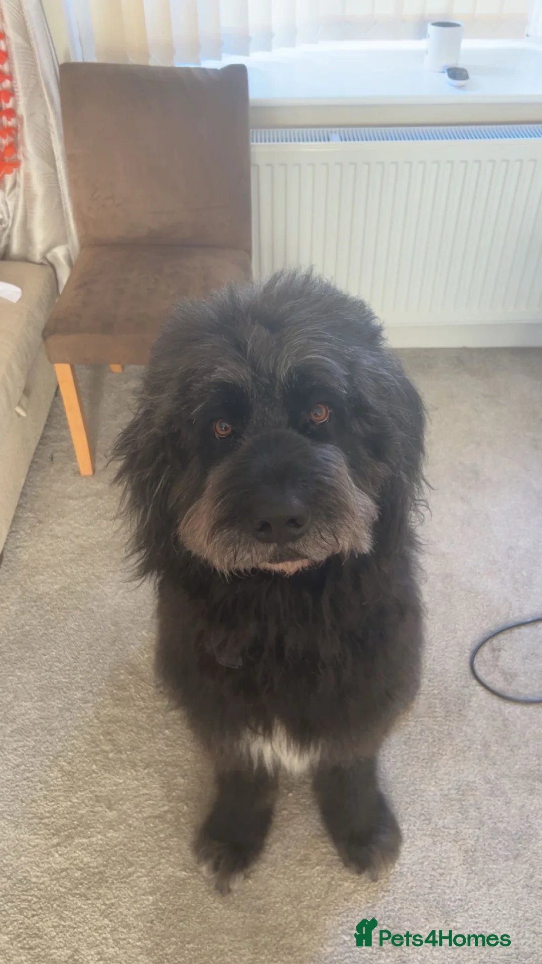 Saint Berdoodle dogs for sale: Wade the Saint berdoodle  in Stoke-on-Trent - Advert 1