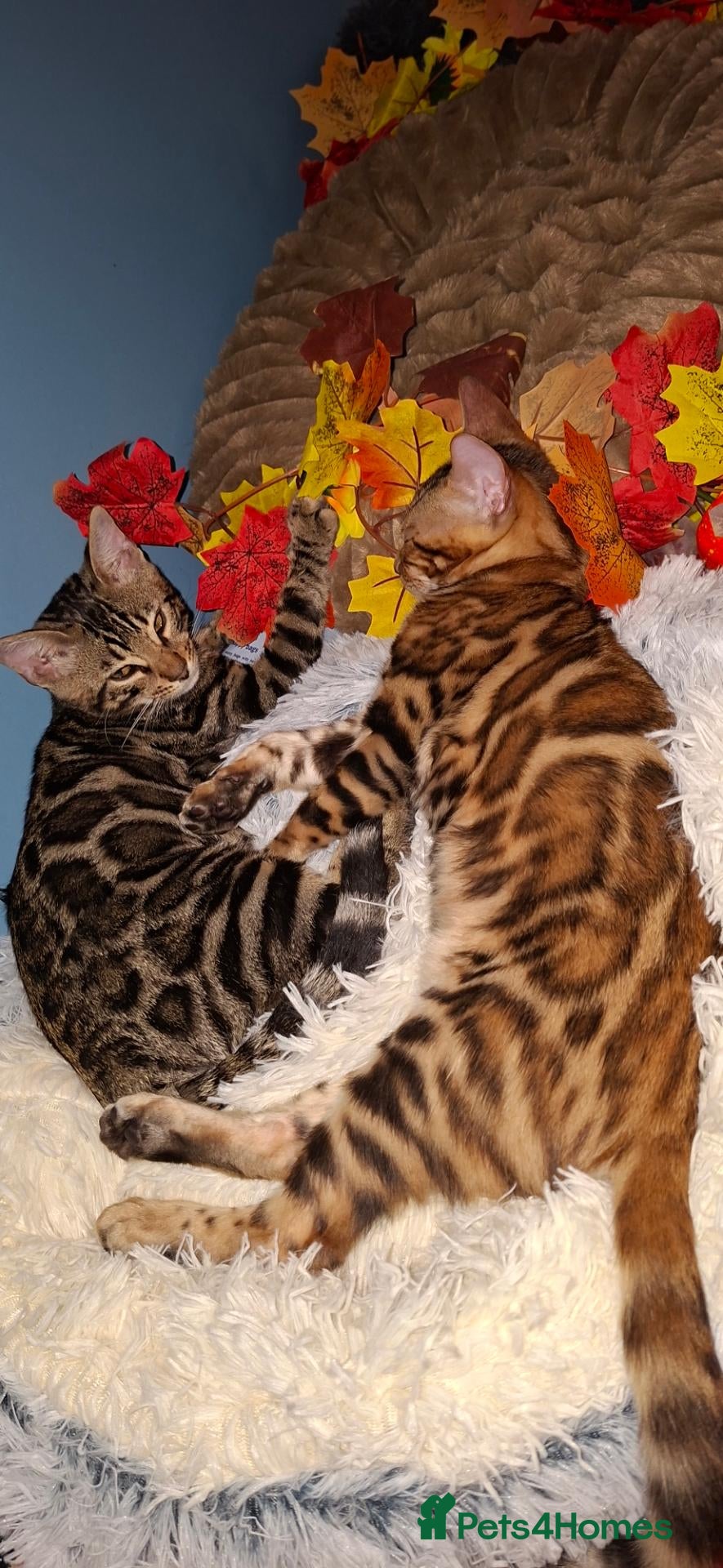 Bengal cats Stunning Bengal Kittens  - Advert 5