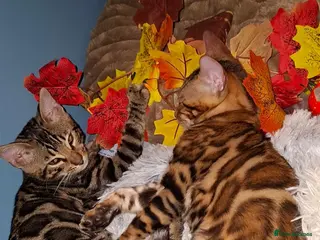 Bengal cats Stunning Bengal Kittens - Advert 5