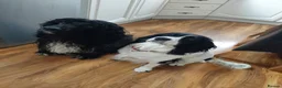 Cocker Spaniel dogs for sale: Cocker Spaniel puppies  - Advert 7