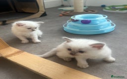 Ragdoll cats for sale: Radoll kittens, blue/lilac point - Image 8