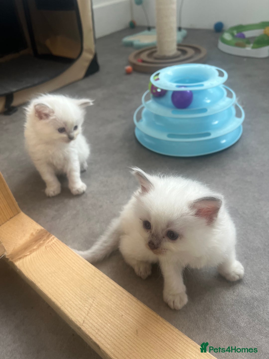 Ragdoll cats for sale: Radoll kittens, blue/lilac point - Image 8