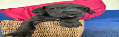 Great Dane Puppy 9