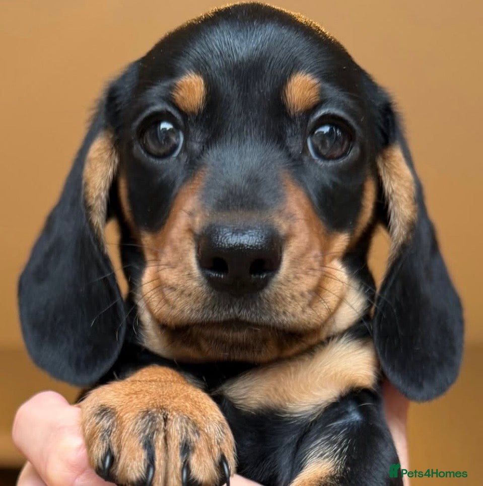 Miniature Dachshund dogs KC Reg Miniature Smooth Haired Dachshund Puppies  - Advert 18