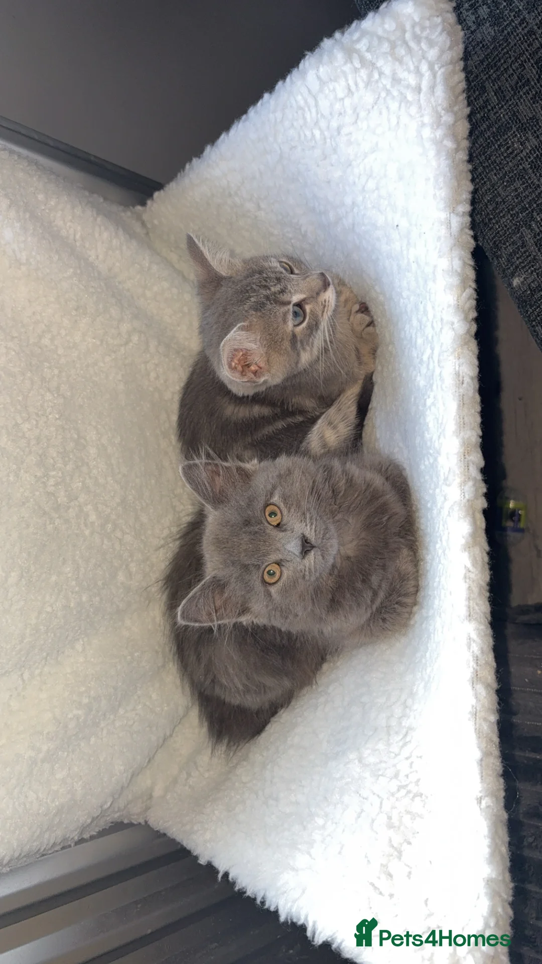 Mixed Breed cats for sale: Two female kittens for rehome  - Advert 2