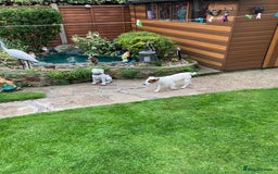 Parson Russell dogs for sale: Parsons Russell terrier - Image 3