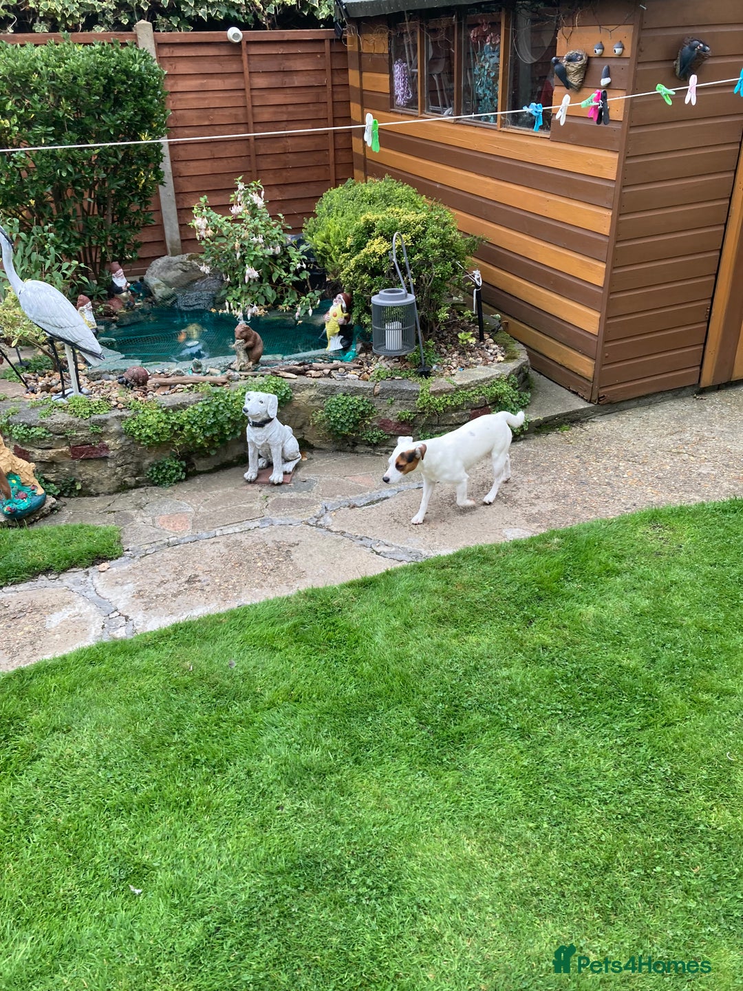 Parson Russell dogs for sale: Parsons Russell terrier - Image 3