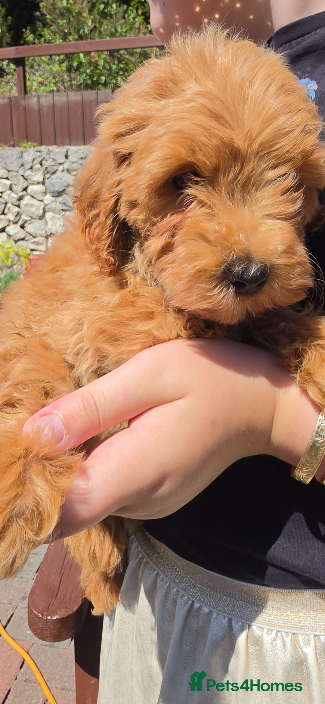 Cockapoo dogs for sale: F2 cockapoos  - Advert 2