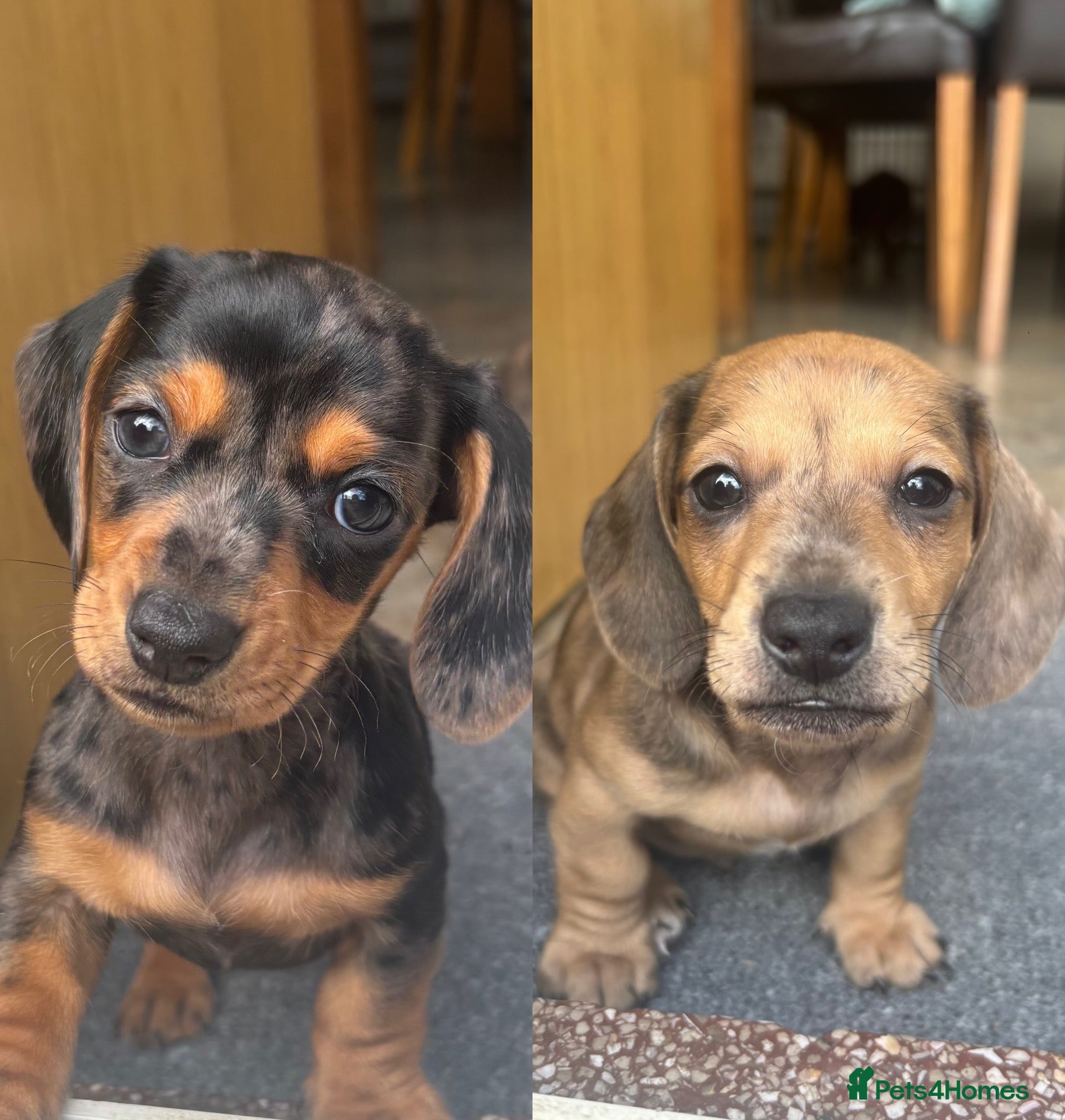 Miniature Dachshund dogs for sale: Miniature dachshund  - Advert 6