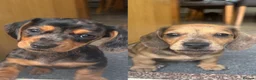 Miniature Dachshund dogs for sale: Miniature dachshund  in Warrington - Advert 1