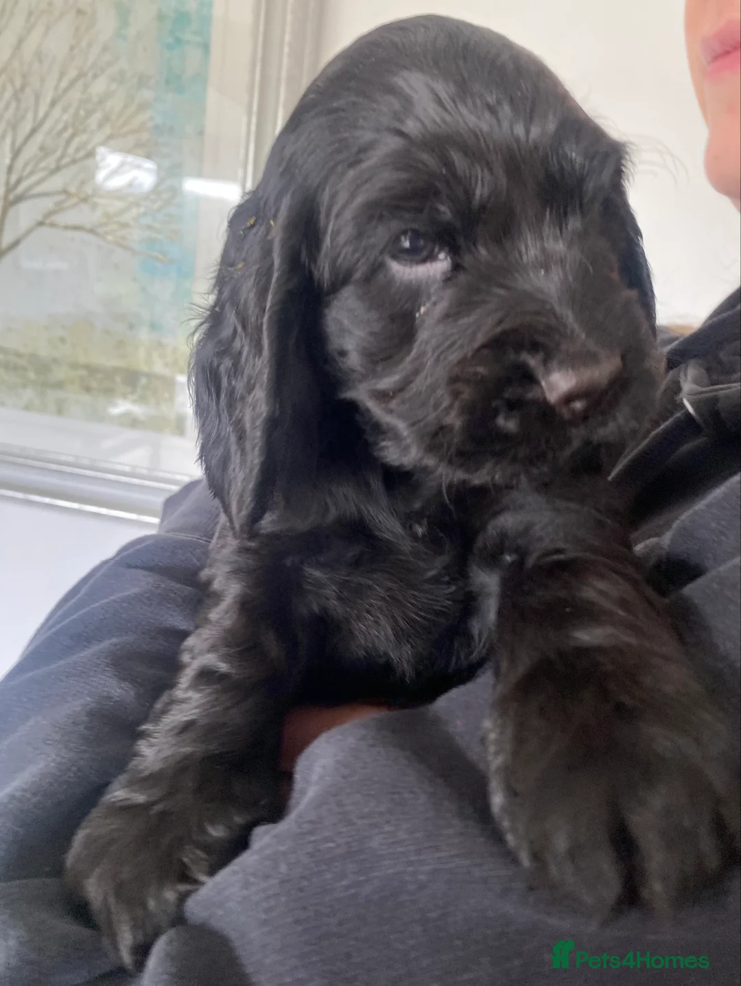 Cocker Spaniel dogs for sale: Cocker Spaniel Show Type Puppies  - Advert 22