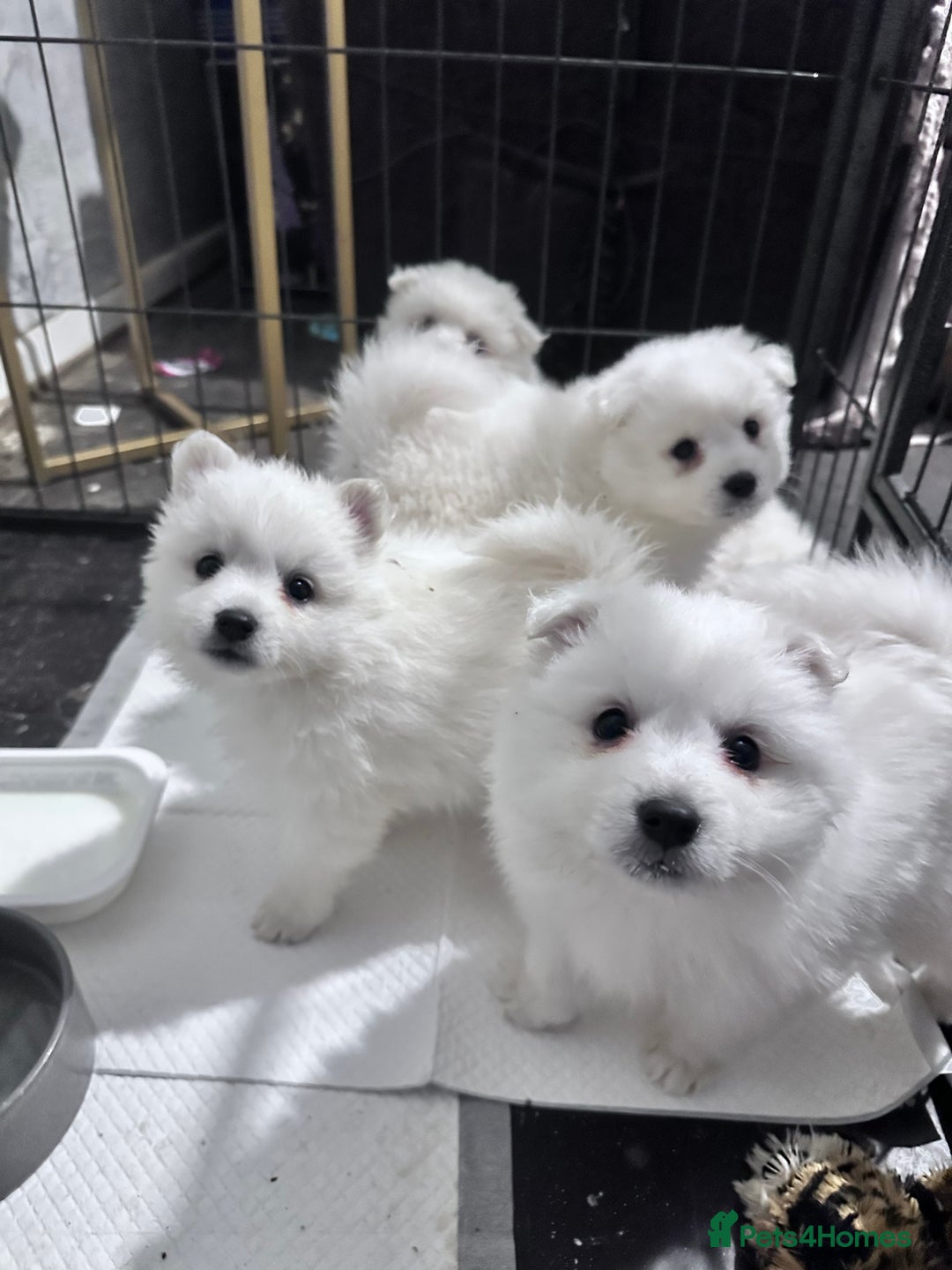 Japanese Spitz dogs for sale: Japanese spitz pups for sale  - Advert 8