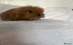 Mini Lion Lop rabbits for sale: Gorgeous fluffy little mini lion lop baby bunny’s  - Advert 14