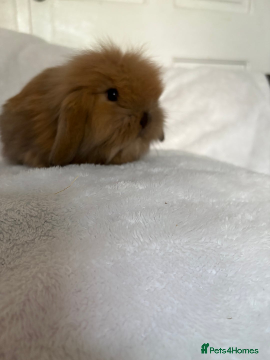Mini Lion Lop rabbits for sale: Gorgeous fluffy little mini lion lop baby bunny’s  - Advert 14
