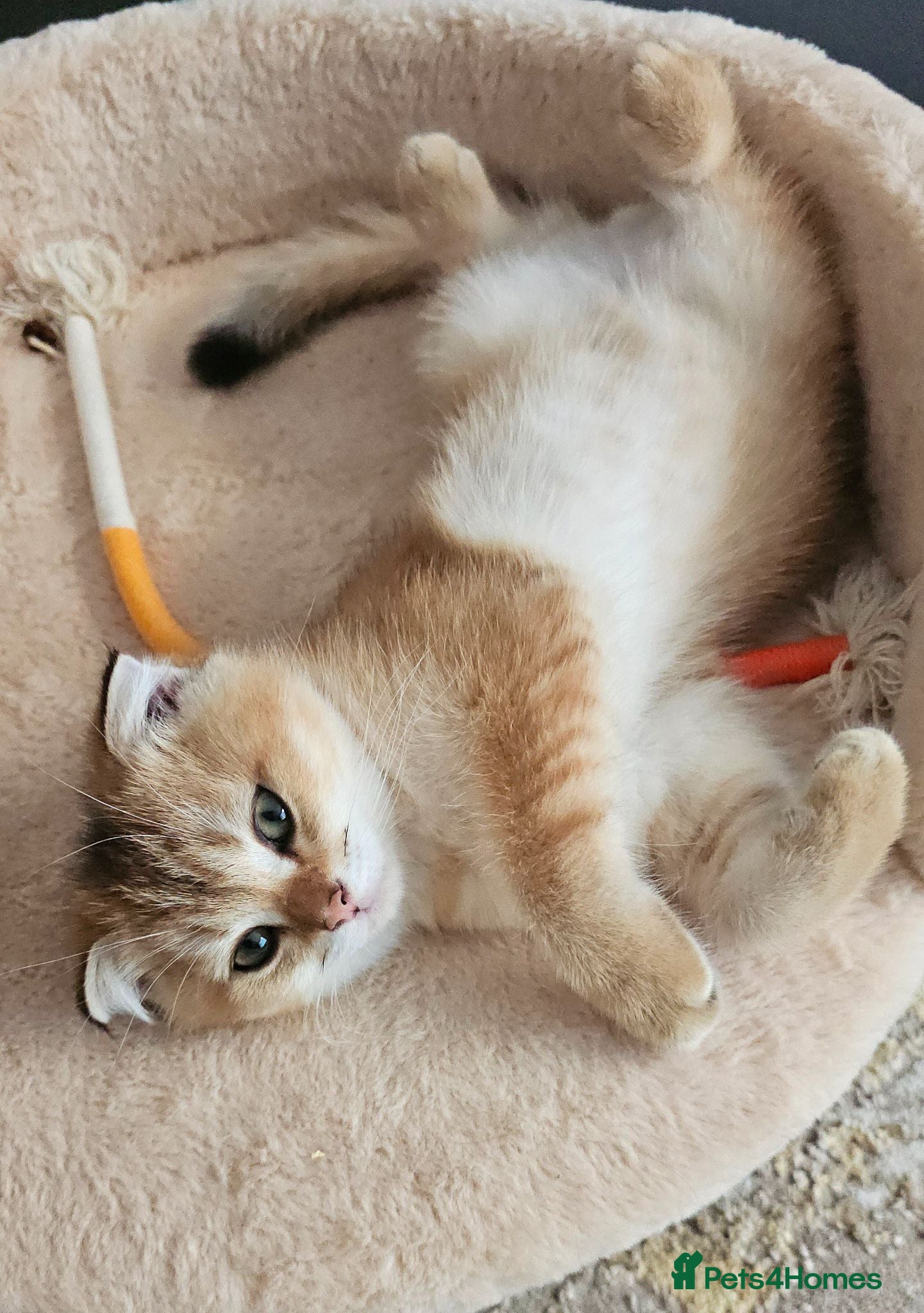 Scottish Fold cats Pedigree😻SF TICA registered😻kittens😻 - Advert 4