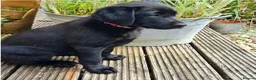 Labrador Retriever dogs for sale: Labrador puppies in Waterlooville - Advert 3
