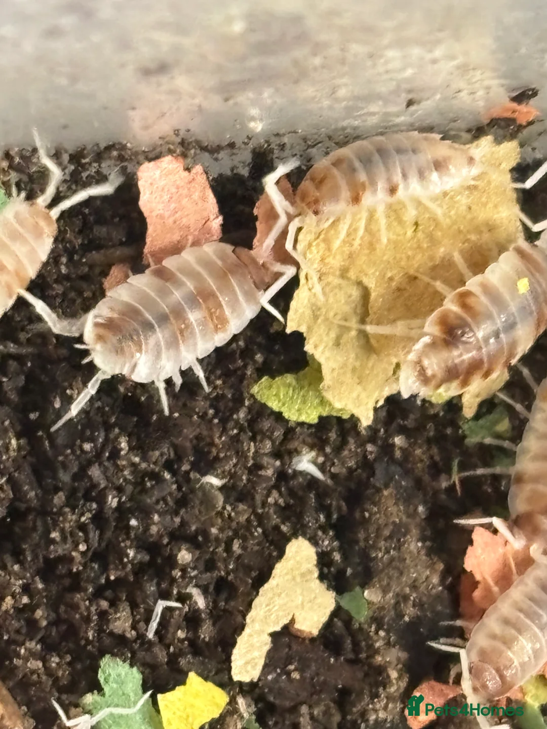 Isopods invertebrates for sale: Mixed types Isopods Orange Springtails  - Advert 8