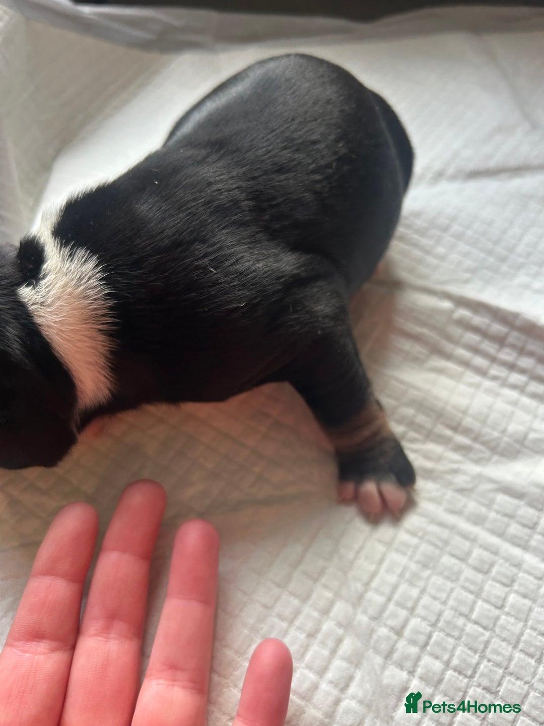 Mixed Breed dogs for sale: 🐾 11 Adorable Puppies From an Accidental Litter - Advert 10