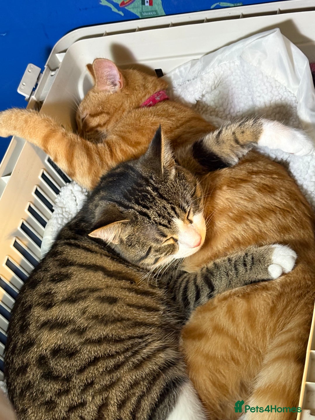 Domestic Shorthair cats for sale: Handsome 6 month old tabby and white male. - Advert 5