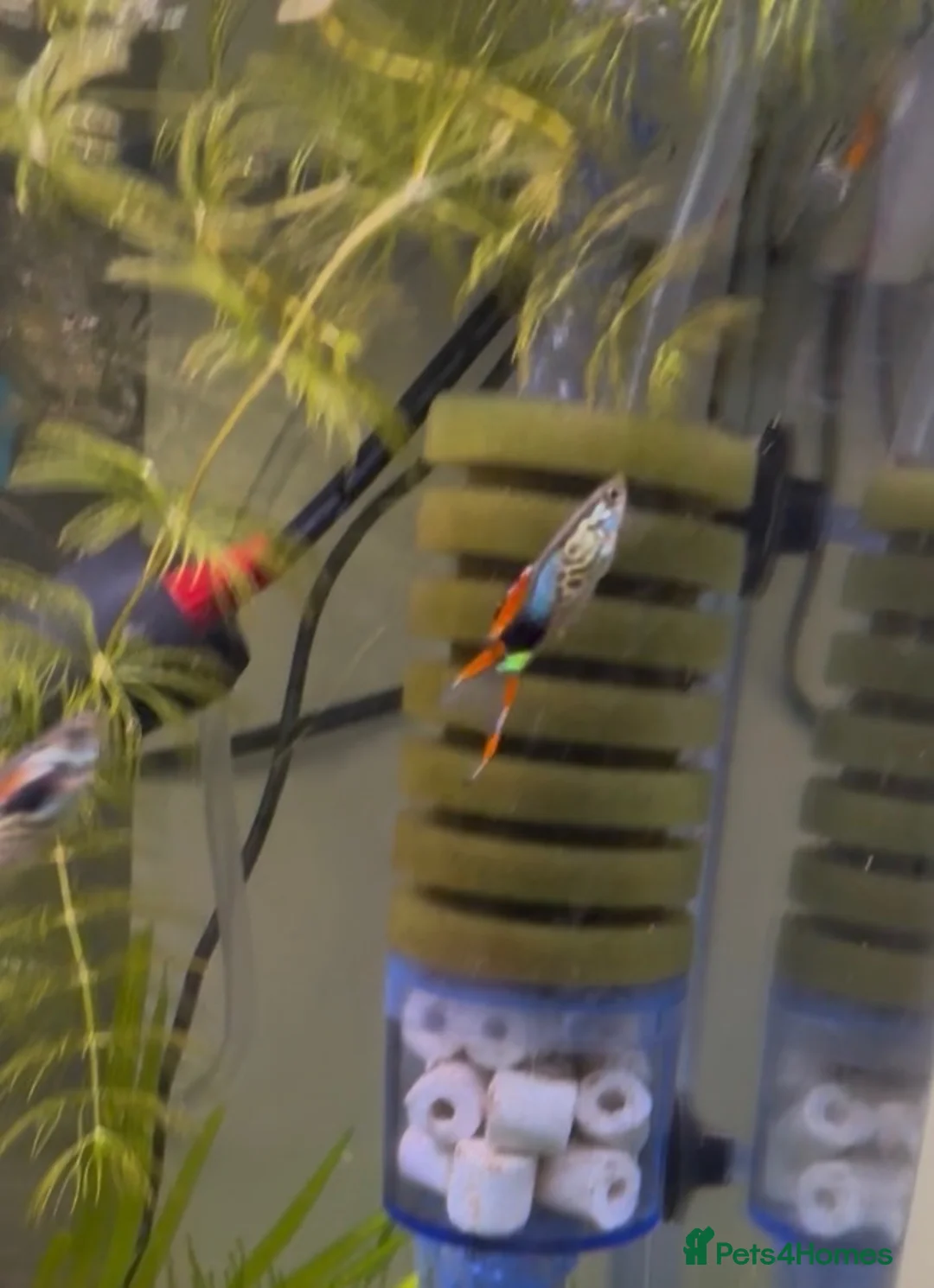 Live Bearers fish for sale: Endler Fry - Advert 2