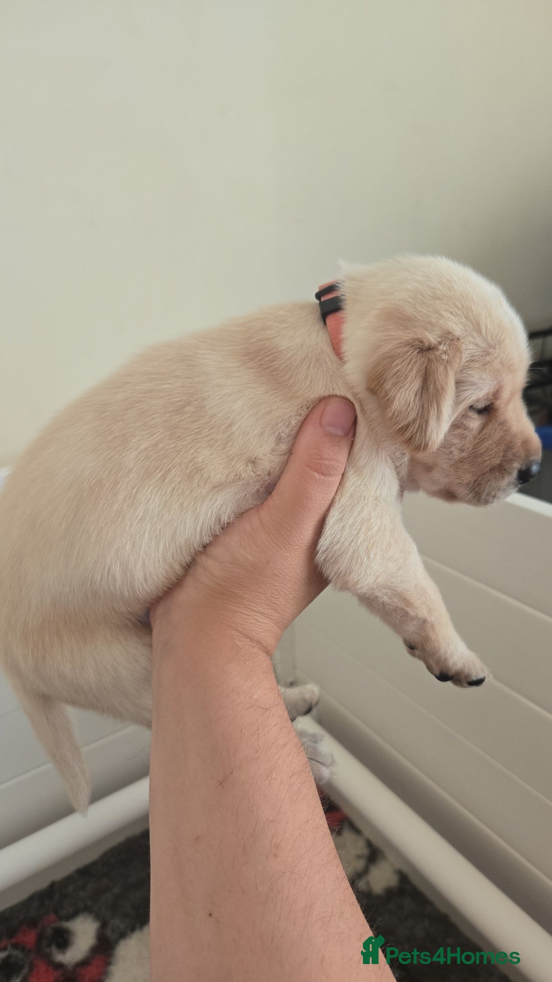 Labrador Retriever dogs for sale: Labrador pups kc registered *1 boy left* in Edinburgh - Image 14