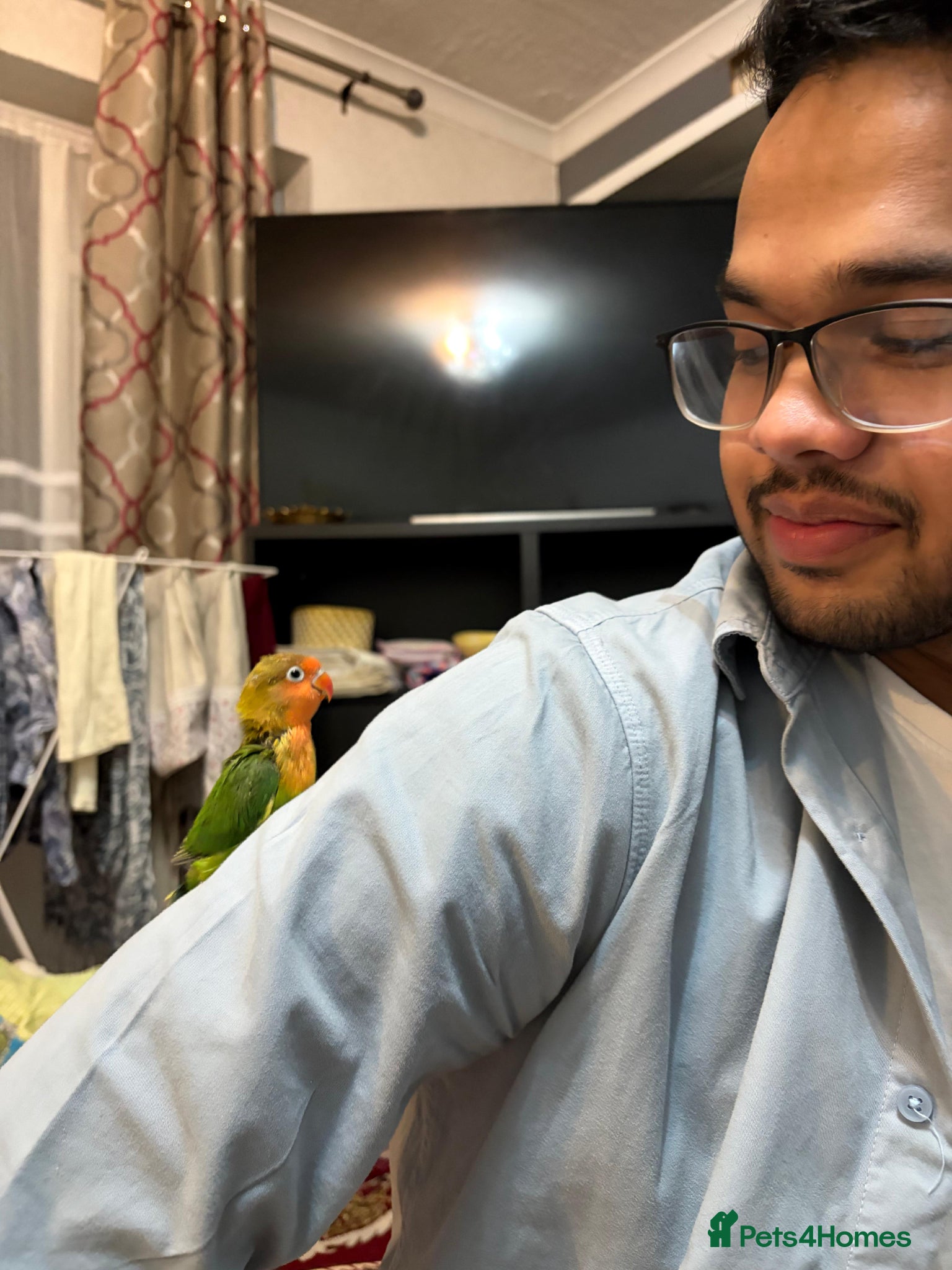 Lovebirds birds Lovebirds 🩷 | Babies & Breeding Pairs for Sale - Advert 1