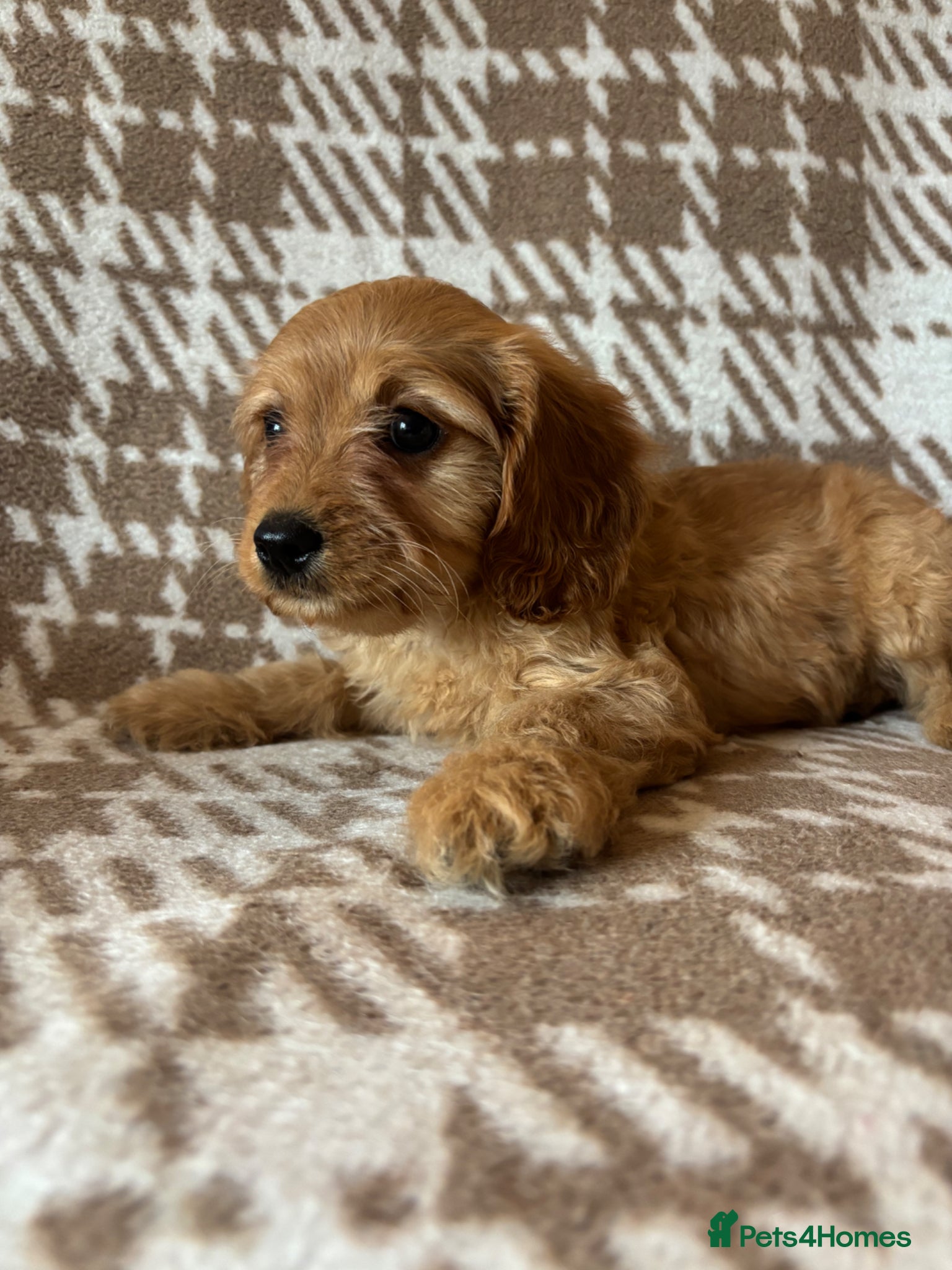 Cavapoo dogs F1 health tested Cavapoos unique merles/red/blacks - Advert 1