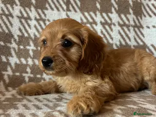 Cavapoo dogs F1 health tested Cavapoos unique merles/red/blacks - Advert 6