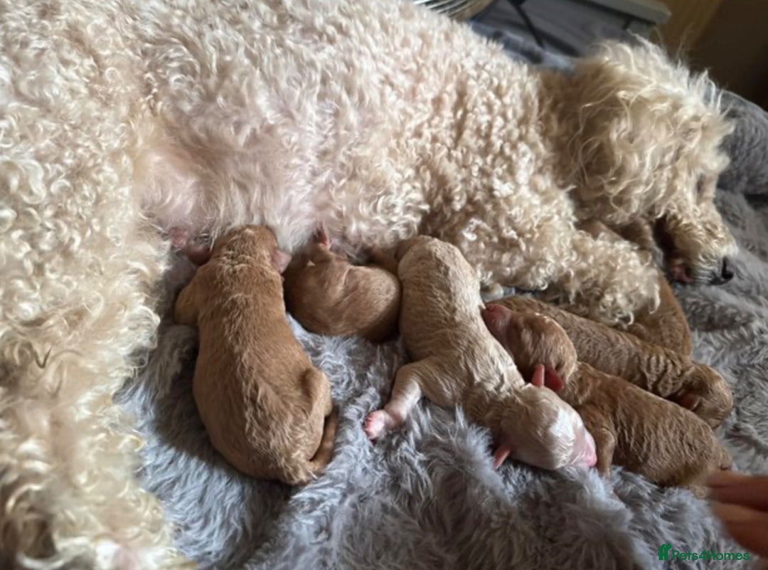 Toy Poodle dogs for sale: Toy poodles for sale  - Image 15