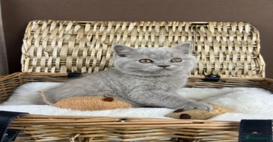 British Shorthair cats - Advert 8